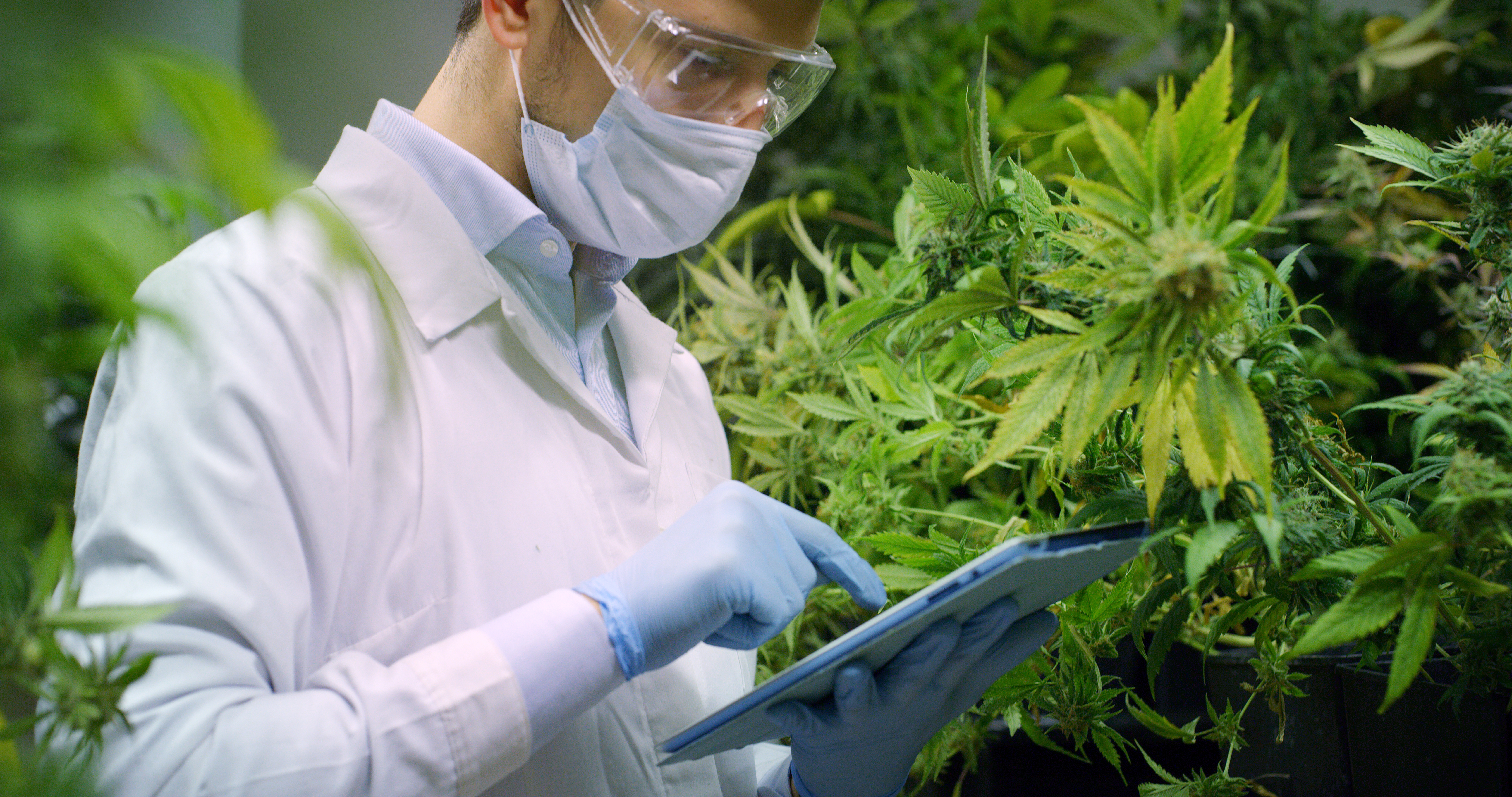 Two Medical Marijuana Products Authorized by ANVISA